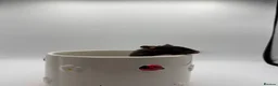 Hamster rodents for sale: Pedigree Syrian hamster pups  - Advert 18