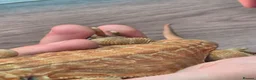 Bearded Dragon reptiles for sale: orange hypo trans leatherback bearded dragon - Advert 5