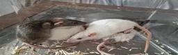 Rat rodents for sale: Beautiful full size and dwarf rats  - Advert 12