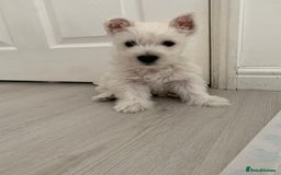 West Highland Terrier dogs for sale: West Highland White Terrier Puppies - Image 15