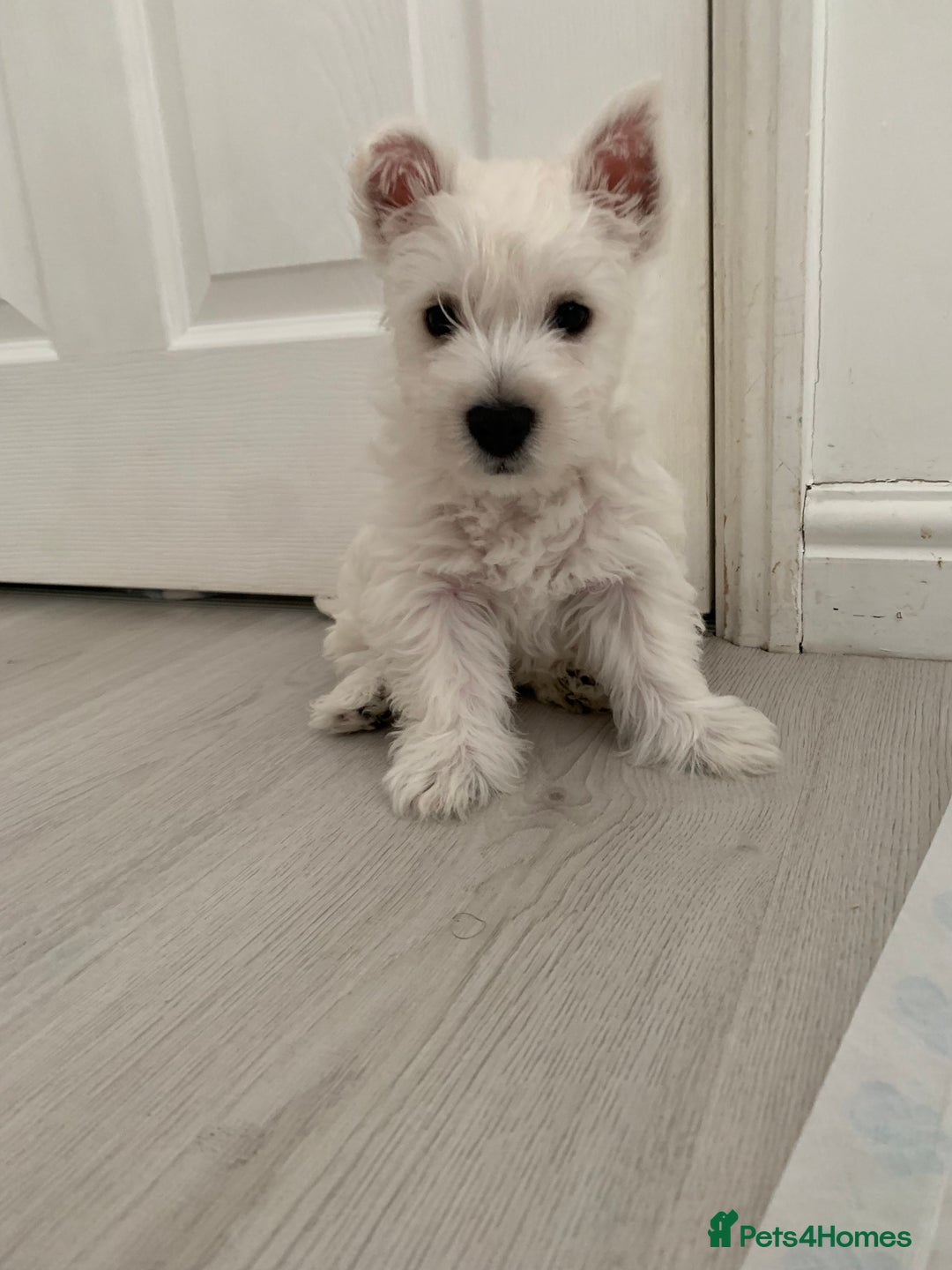 West Highland Terrier dogs for sale: West Highland White Terrier Puppies - Image 15
