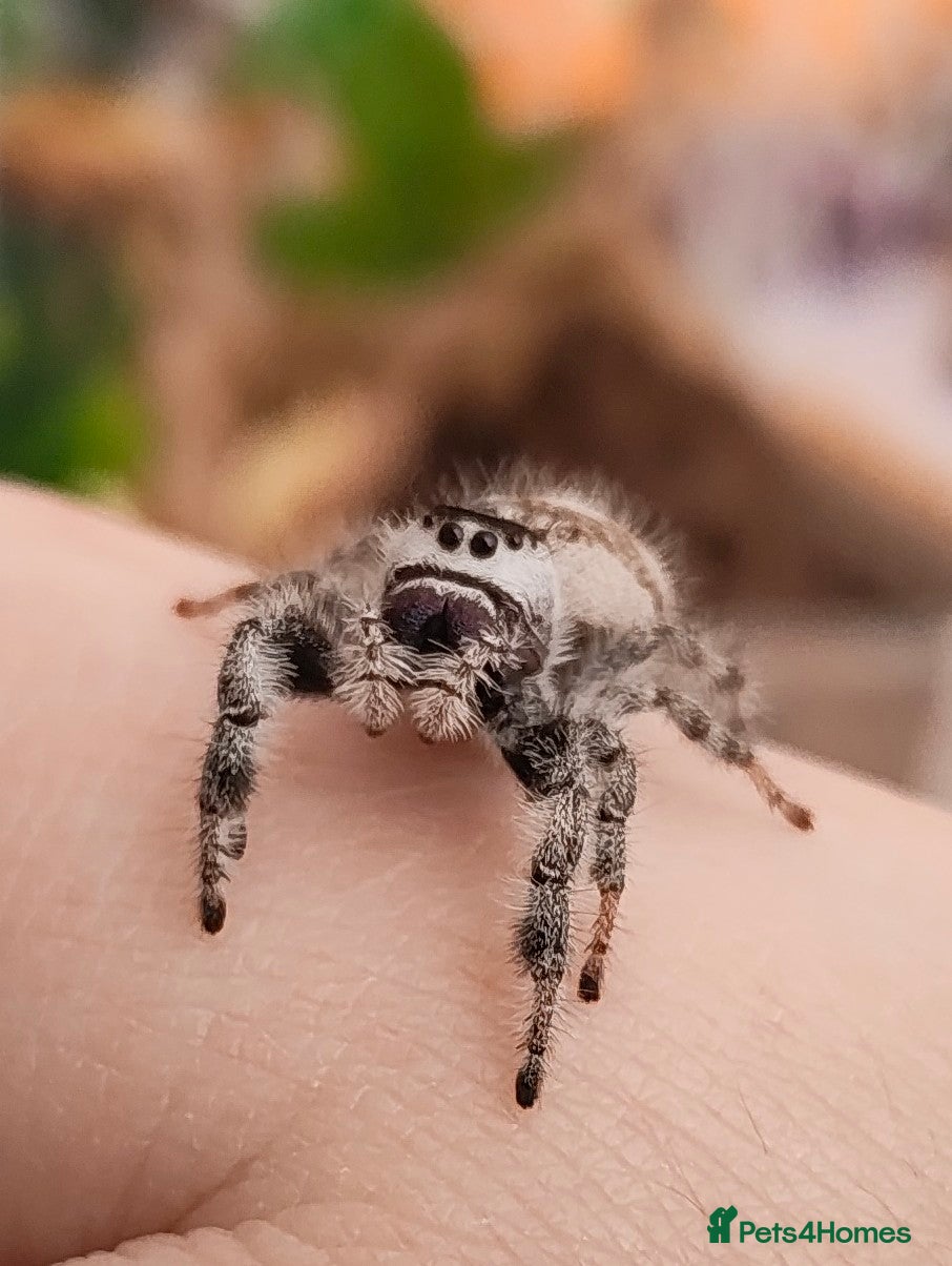 Spiders invertebrates for sale: Female jumping spider - Advert 1