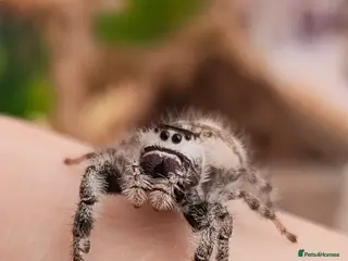 Spiders invertebrates Female jumping spider - Advert 2