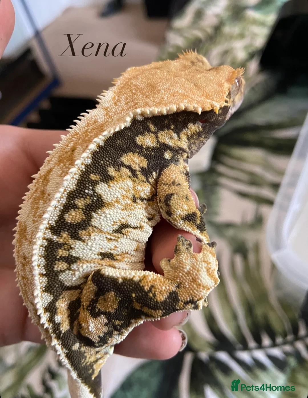 Gallery Image {{count}}