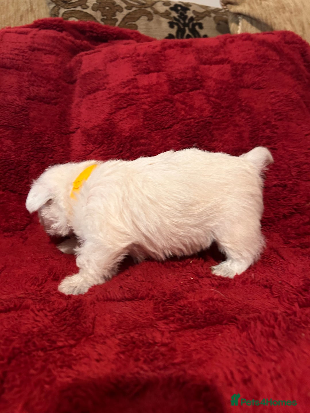 West Highland Terrier dogs for sale: West highland puppies - Advert 27