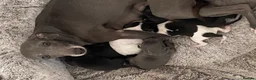Italian Greyhound dogs for sale: Beautiful Italian Greyhound Puppies - Advert 27