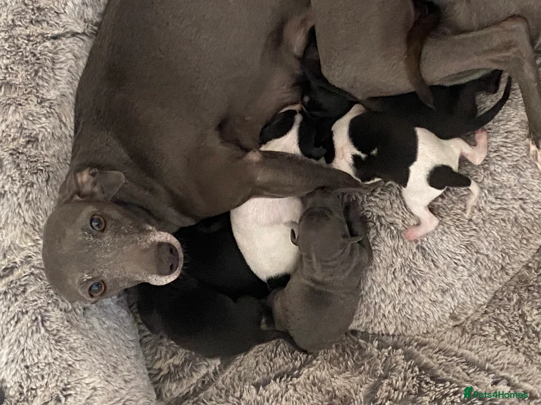 Italian Greyhound dogs for sale: Beautiful Italian Greyhound Puppies - Advert 27