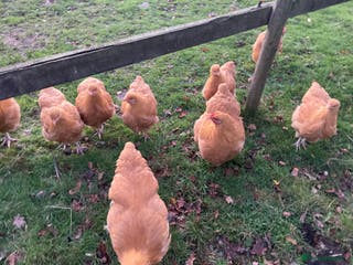 Chickens poultry Buff orpington. Pure Breed - Advert 13