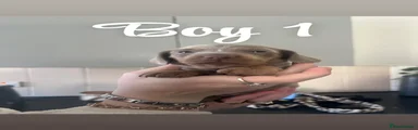 Dachshund 1