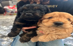 Cockapoo dogs for sale: cockapoo puppies - Advert 14