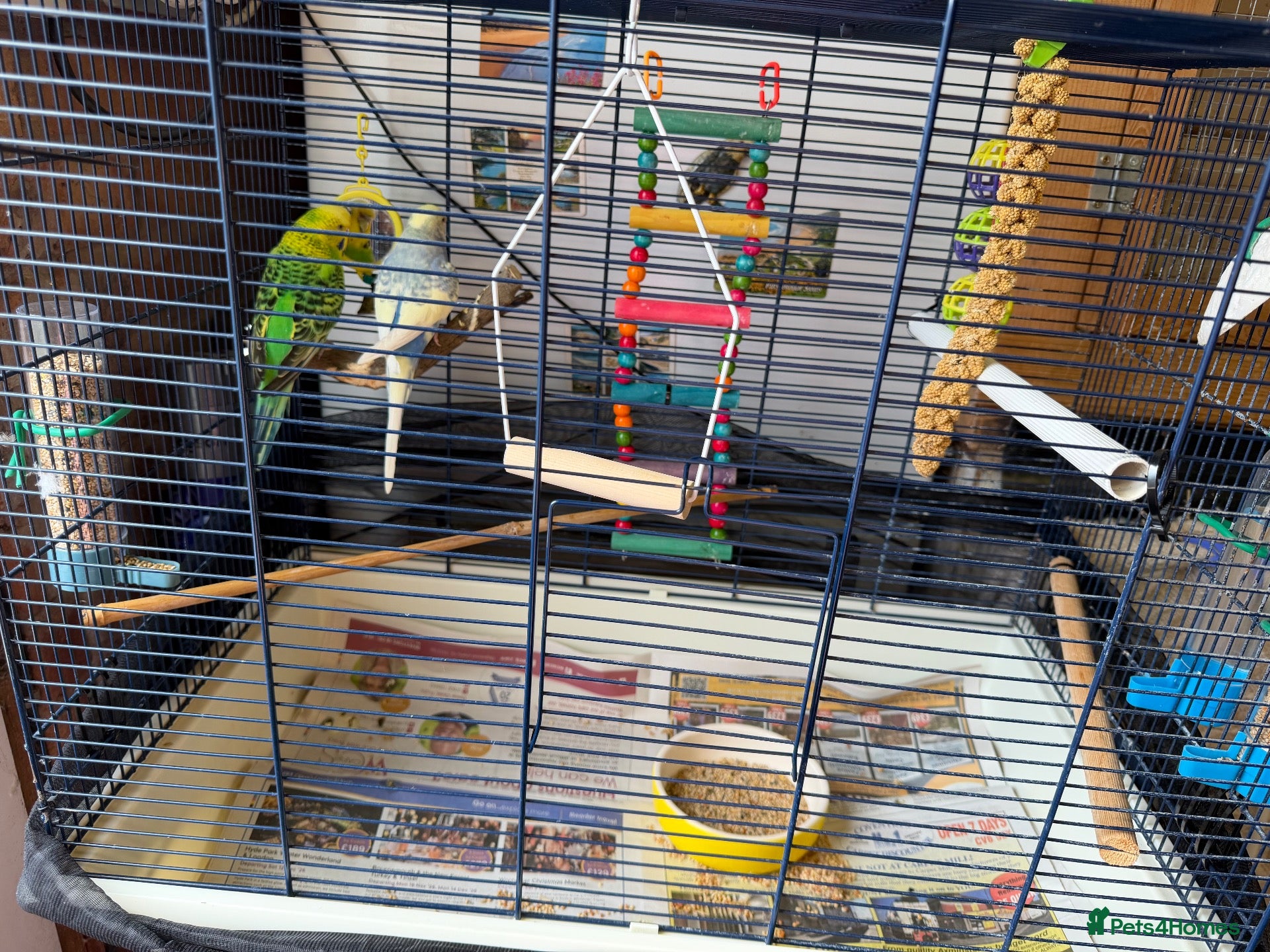 Budgerigars birds 2 beautiful budgies with cage/accessories - Advert 4