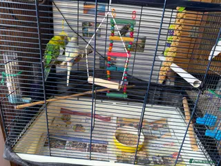 Budgerigars birds 2 beautiful budgies with cage/accessories - Advert 4