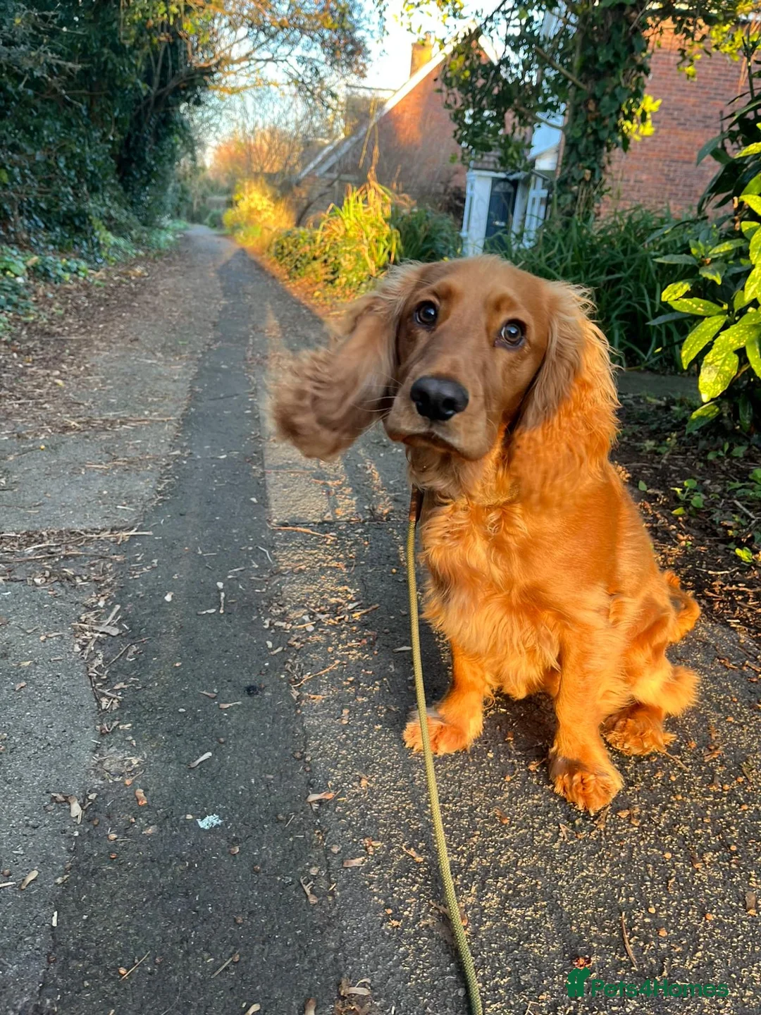 Cocker Spaniel dogs for sale: Frankie - Advert 5