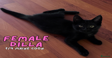 Mixed Breed cats - Advert 5