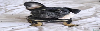 French Bulldog 4