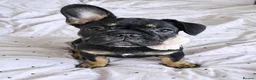 French Bulldog dogs for sale: Beautiful French Bulldog Puppies - Advert 2