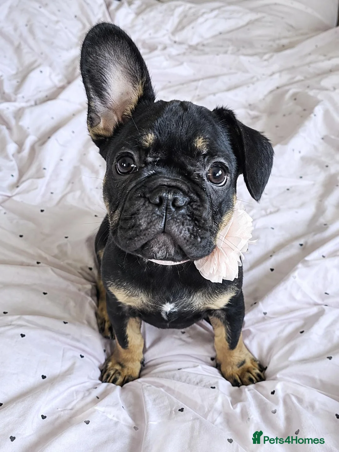 French Bulldog dogs for sale: Beautiful French Bulldog Puppies - Advert 2