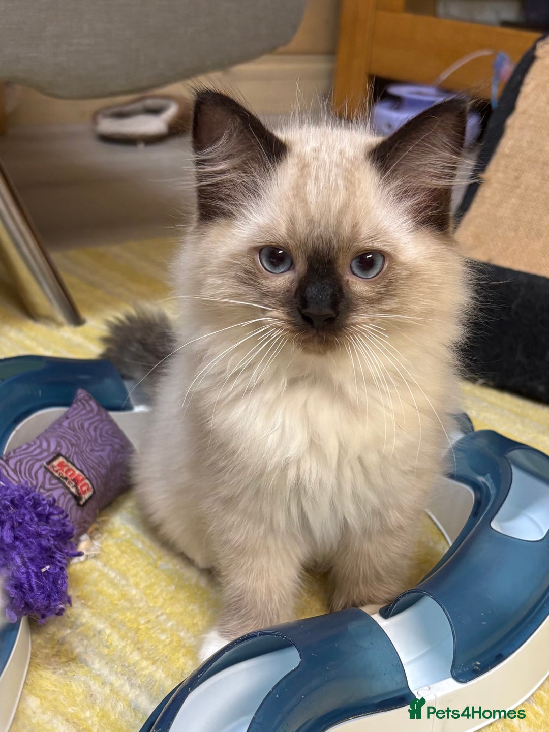 Ragdoll cats for sale: GCCF REGISTERED RAGDOLL KITTENS. 4  BOYS - Image 6