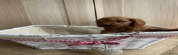 Cockapoo dogs for sale: Toy Cockapoo puppies - ready now - Advert 12