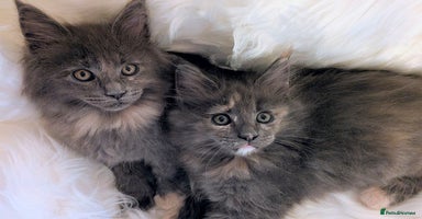 Maine Coon cats Main Coon kittens for sale  - Advert 12