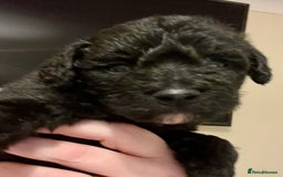 Mixed Breed dogs for sale: 🐾🐶Adorable and very cute Cavaschnauzer 🐶🐾 - Image 17