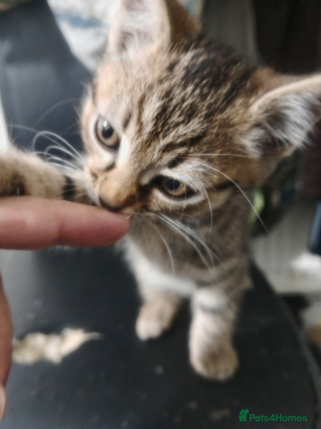 Mixed Breed cats for sale: Kittens for sale!  - Advert 12