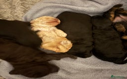 Cockapoo dogs for sale: Cockapoo Hypoallergenic F2B Pups - Full jabs - Image 1