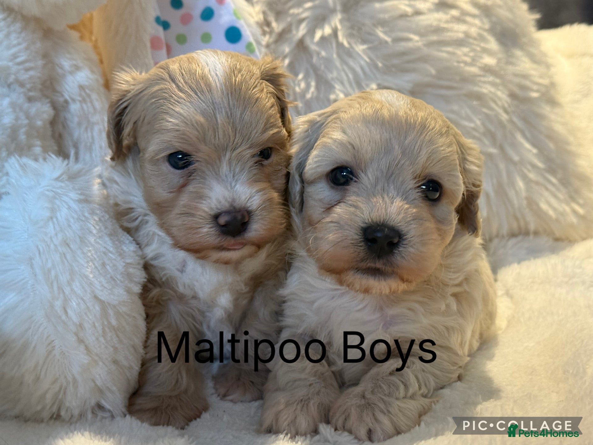 Maltipoo dogs Teddy Bear F1 Maltipoo Boys - Advert 4