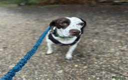 Mixed Breed dogs for adoption: Nitsa shy pointer cross girl  - Advert 4