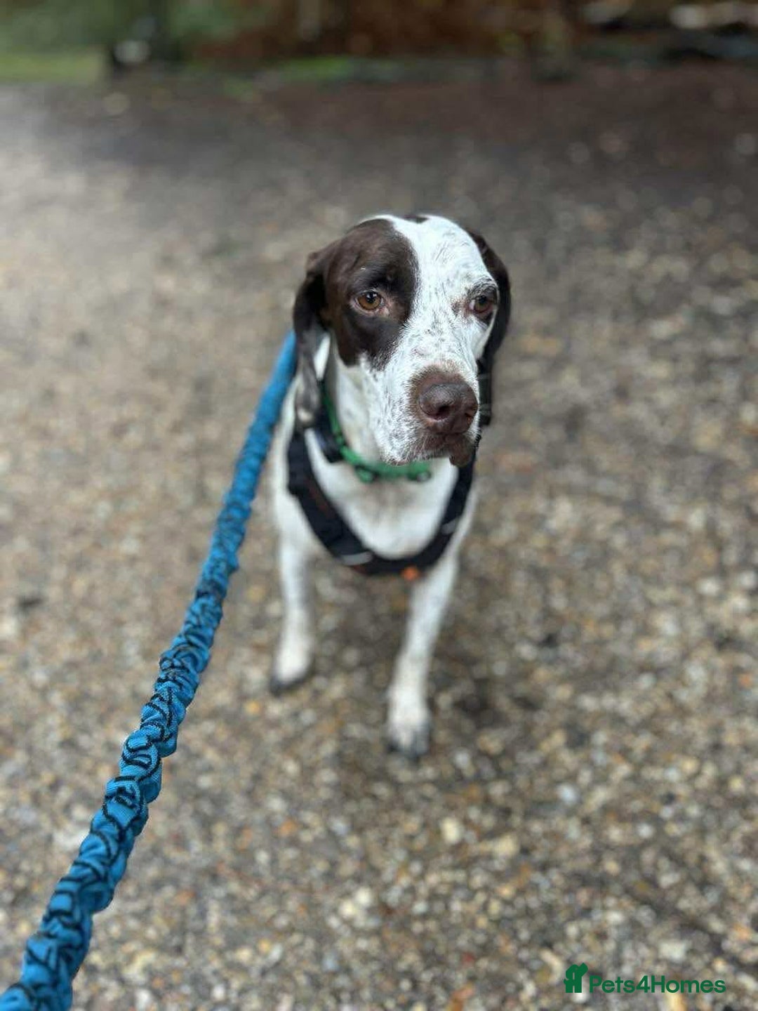 Mixed Breed dogs for adoption: Nitsa shy pointer cross girl  - Advert 4