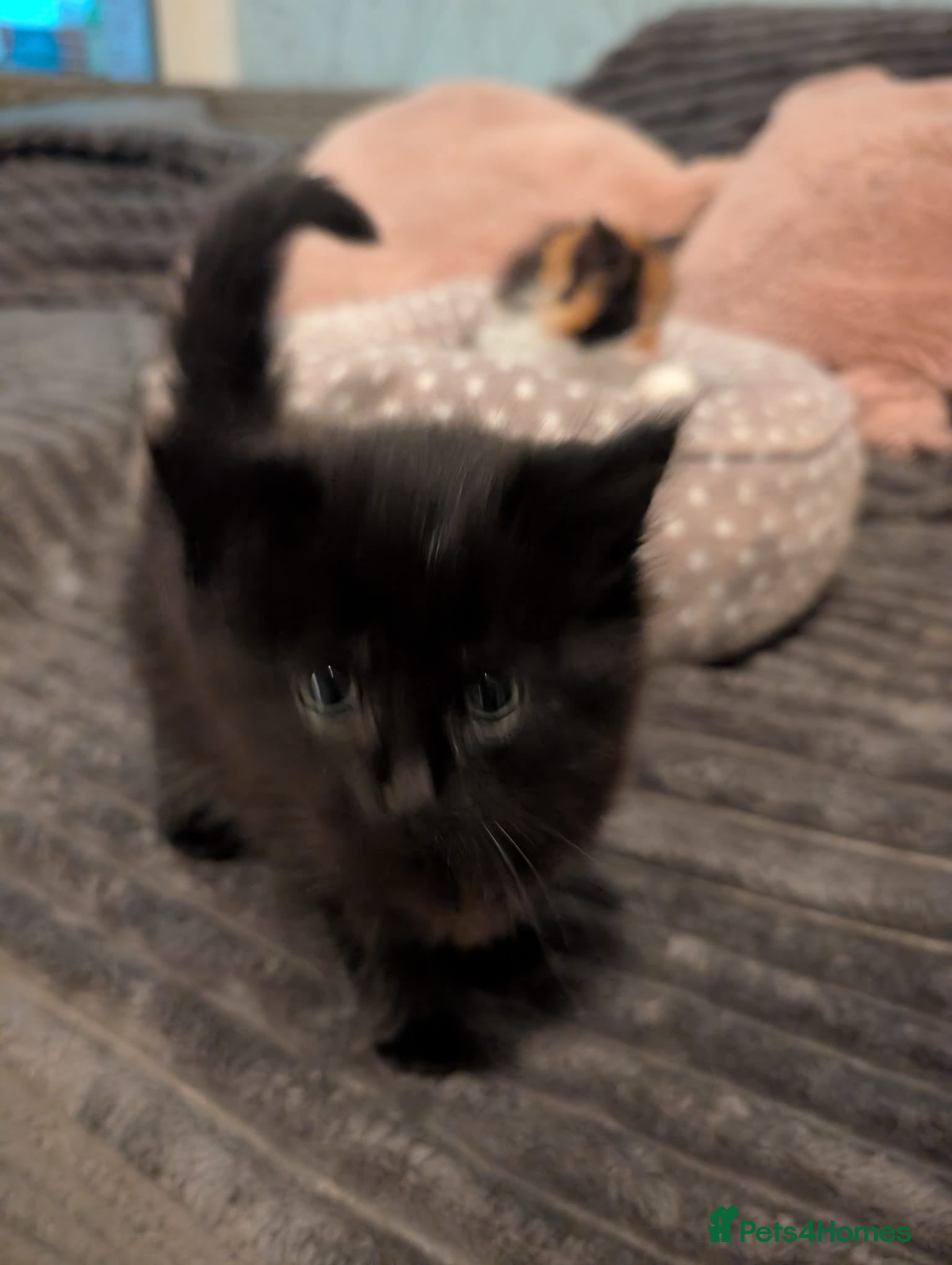 Maine Coon cats Cat black  - Advert 3