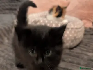 Maine Coon cats Cat black - Advert 3