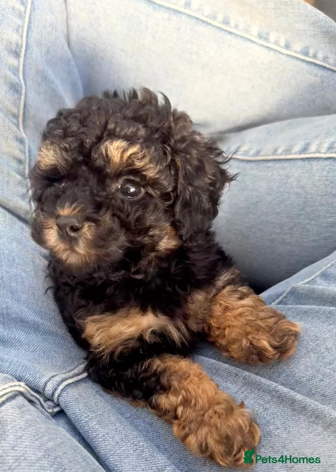 Toy Poodle dogs for sale: 3 Stunning Phantom KC Toy Poodle Puppies - Advert 2