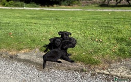 Labrador Retriever dogs for sale: Outstanding DRAKESHEAD working Labrador Puppies  - Image 15