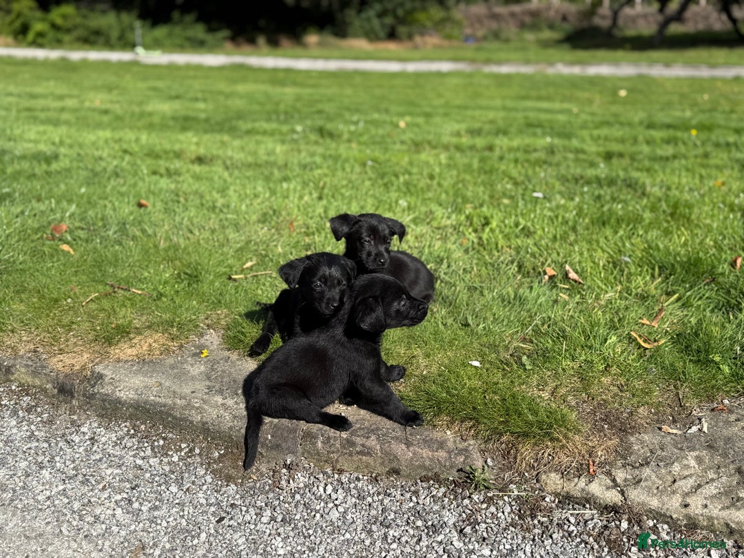 Labrador Retriever dogs for sale: Outstanding DRAKESHEAD working Labrador Puppies  - Image 15
