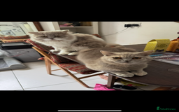 British Shorthair cats for sale: Beautiful litter of British short hair kittens - Image 17