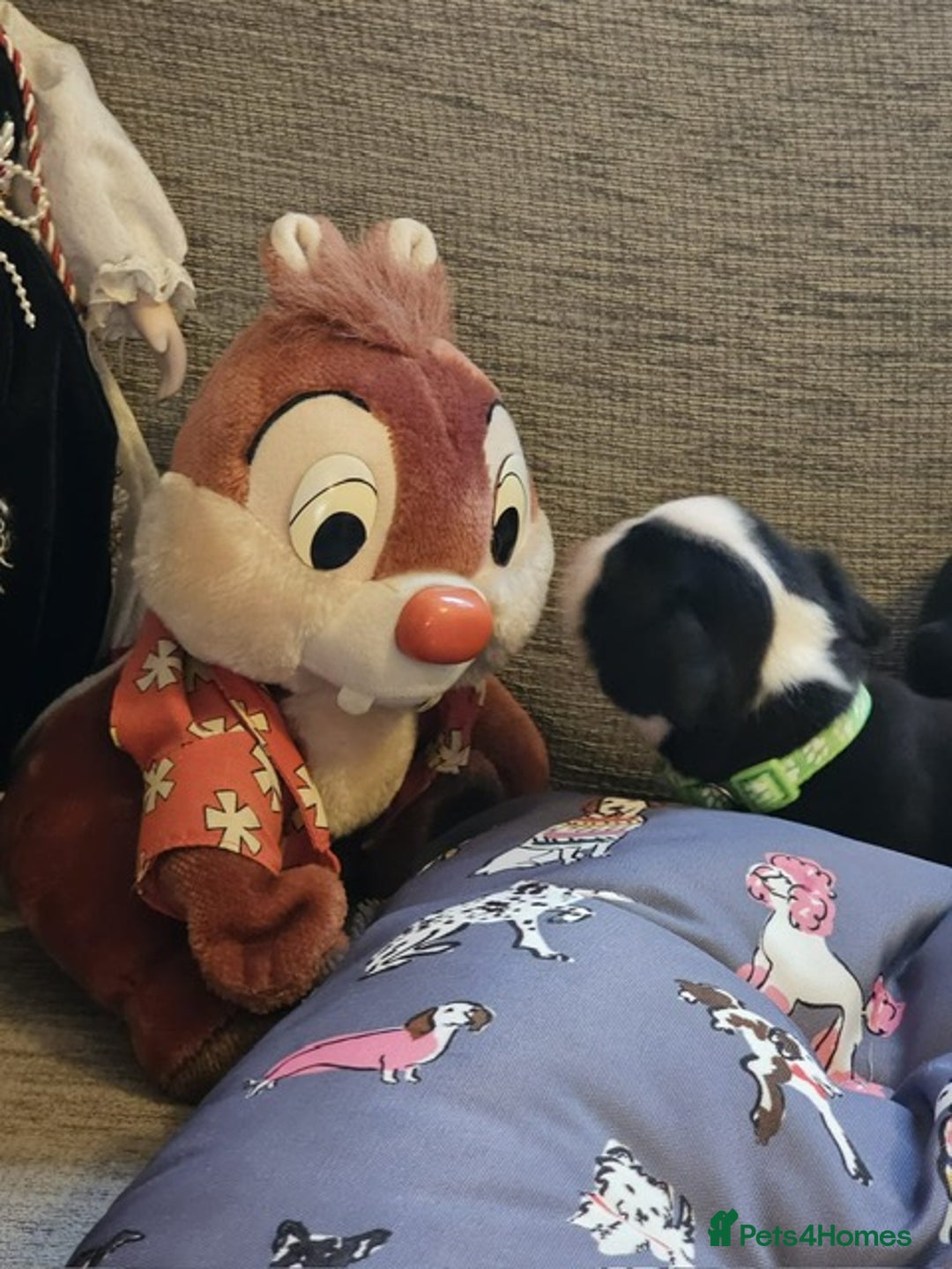 Boston Terrier dogs for sale: Boston Terrier 5* puppies - Image 37
