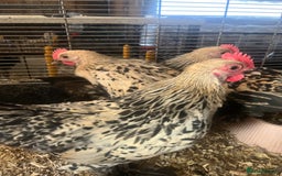 Hens poultry for sale: Lemon Millefleur Sablepoots for sale in Bolton  - Image 3