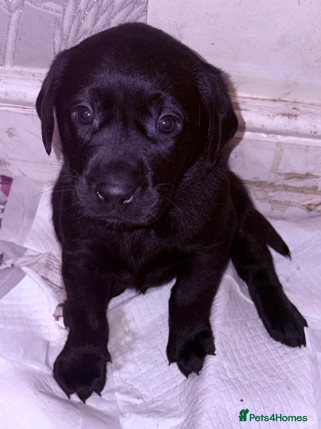 Labrador Retriever dogs for sale: outstanding black labradors - Advert 6