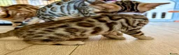 Bengal cats for sale: *READY NOW* Bengal Kittens - Advert 12