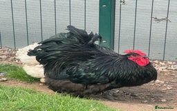 Chickens poultry for sale: Cockeral - Cochin breed  in Worksop - Image 2