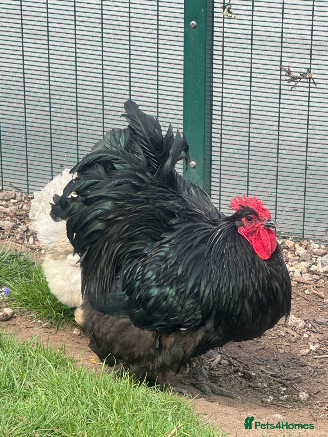 Chickens poultry for sale: Cockeral - Cochin breed  in Worksop - Image 2