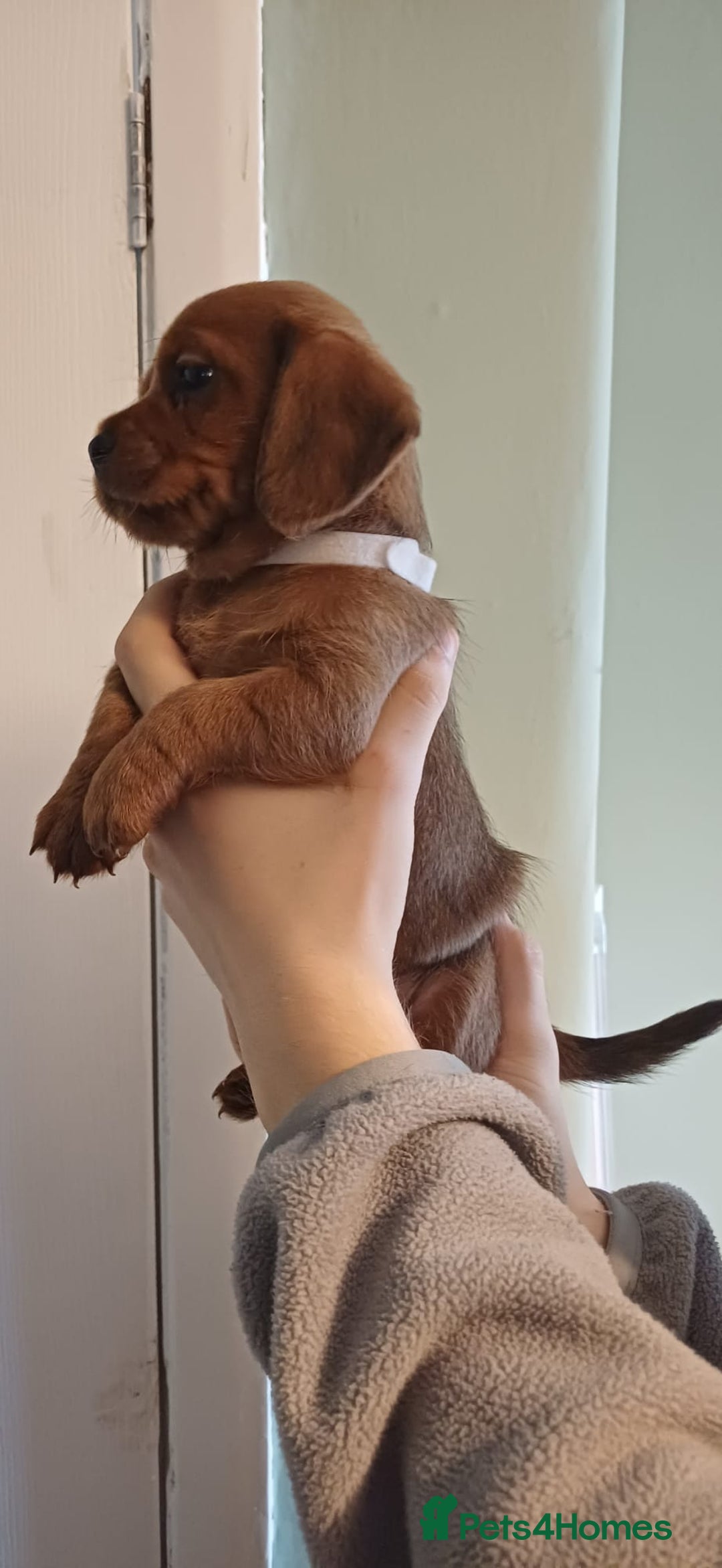 Mixed Breed dogs for sale: Beautiful schweenie babies - Image 4