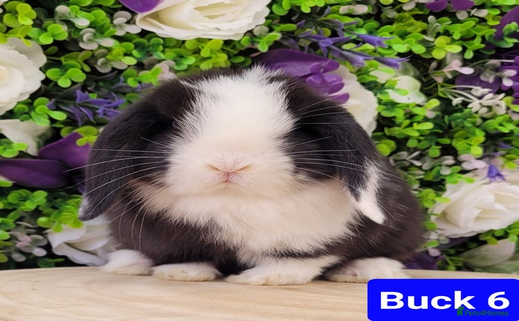Mini Lop rabbits in Shaftesbury - Advert 7