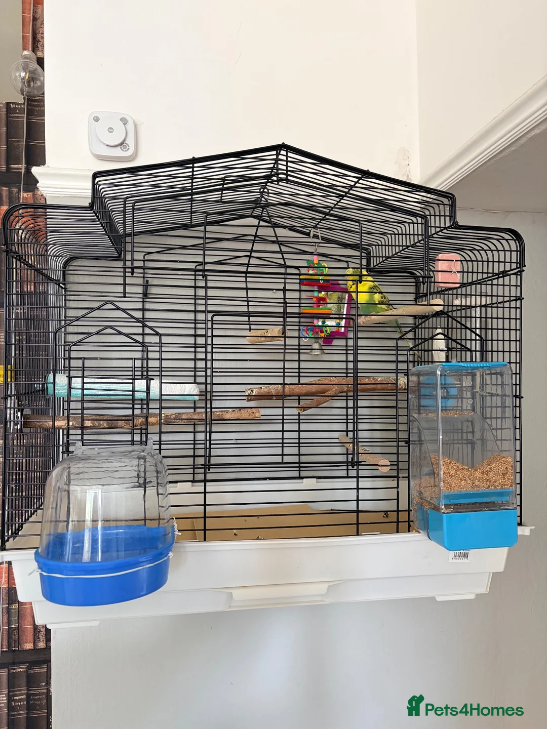 Budgerigars birds for sale: Lemon Budgie - Advert 2