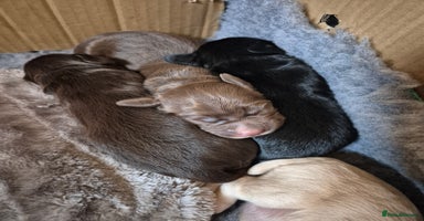 Cocker Spaniel dogs - Advert 2