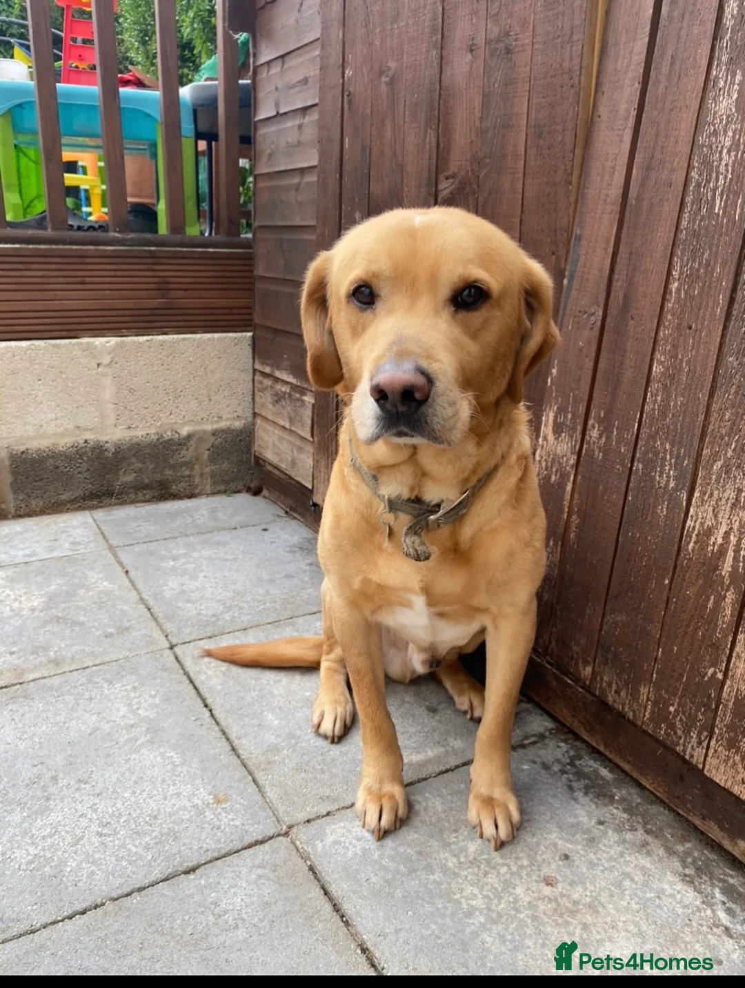 Labrador Retriever dogs for sale: 8 year old lab looking for new best friend.  - Advert 2