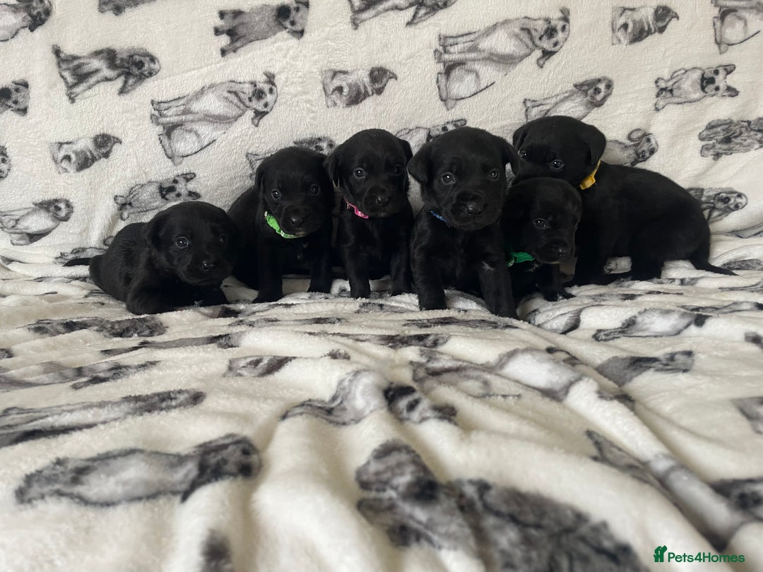 Labrador Retriever dogs for sale: Beautiful Labrador puppy’s  - Advert 4