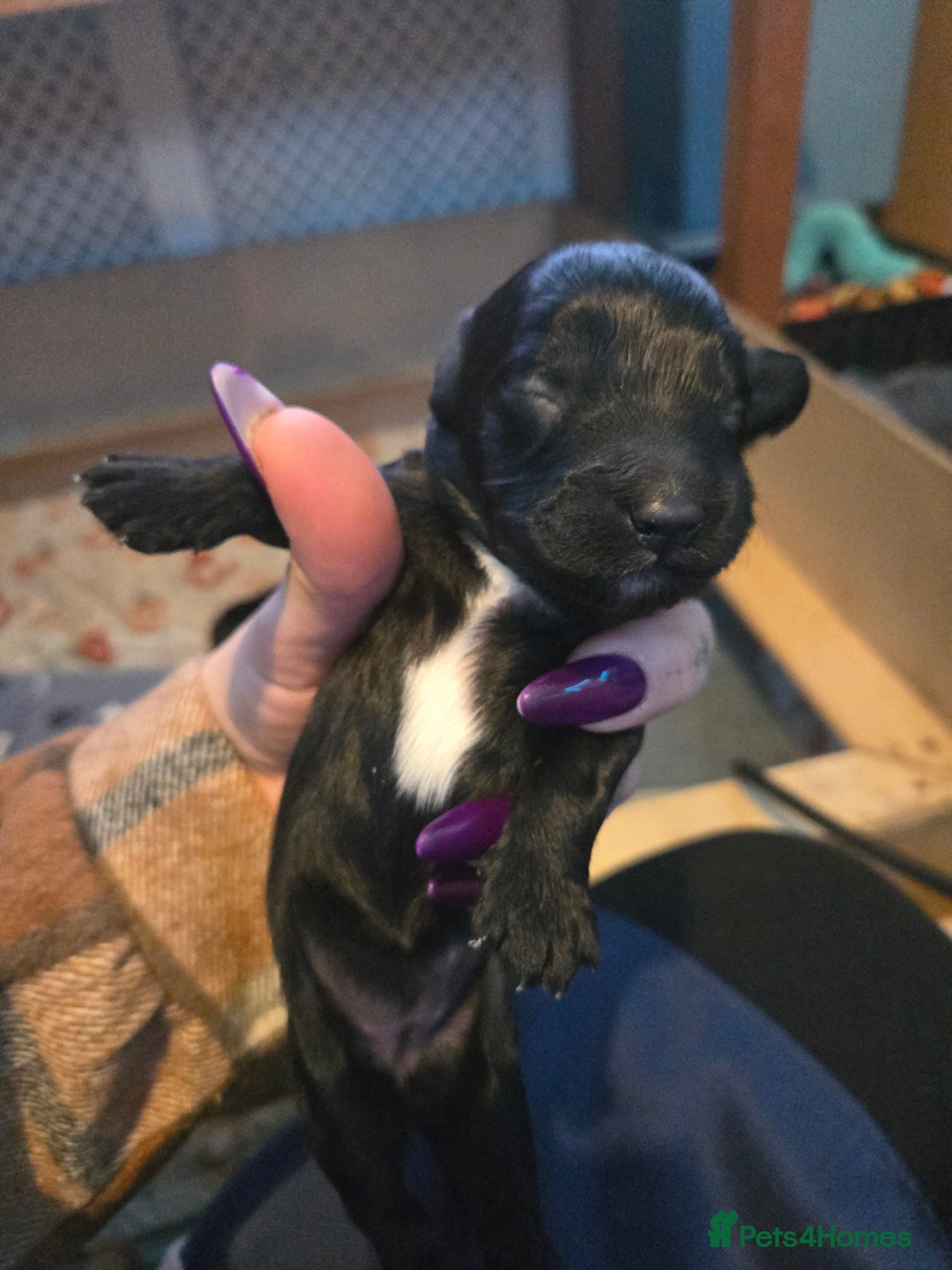 Cocker Spaniel dogs for sale: Cockerpoo pups  - Advert 9