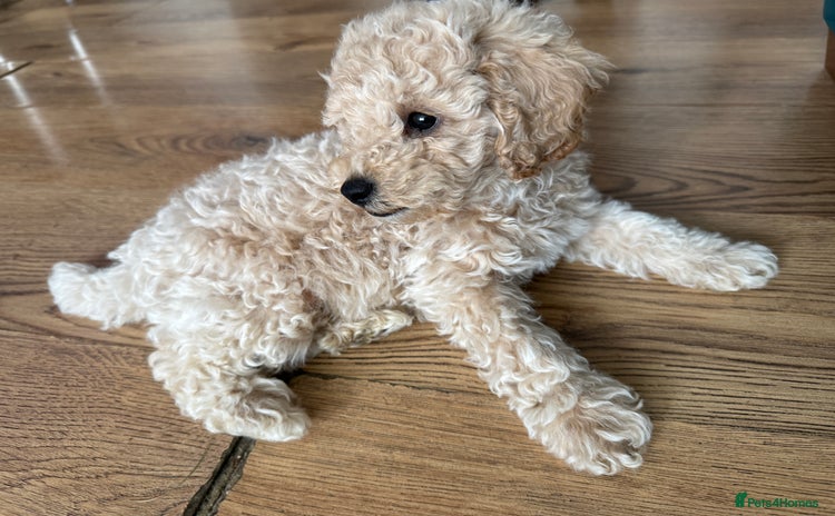 Cavapoo dogs - Advert 1
